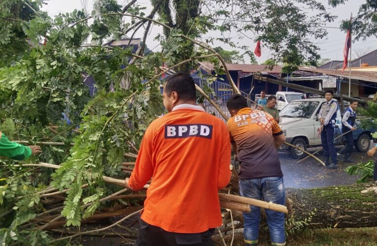 Gercep, BPBD- DLH Muba Sinergi Atasi Pohon Tumbang Akibat Hujan Deras Dan Angin Kencang