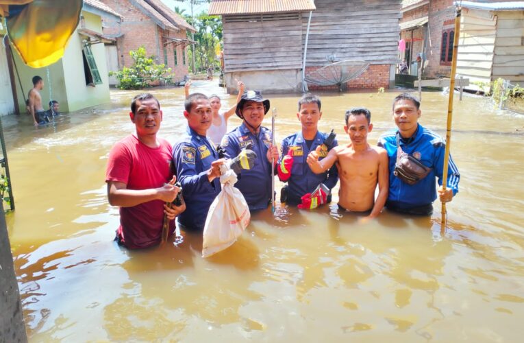 Sigap Damkar Muba  Tangkap Ular king kobra Masuk rumah warga
