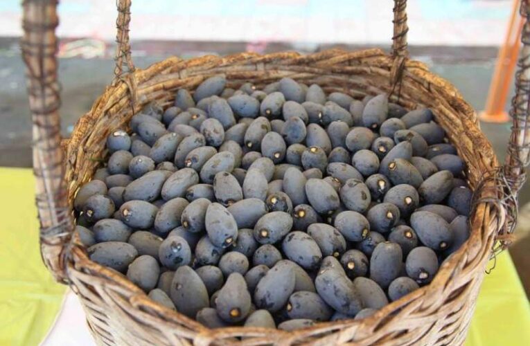 Buah Unik Kemayau, Kelezatan dari Hutan Musi Banyuasin