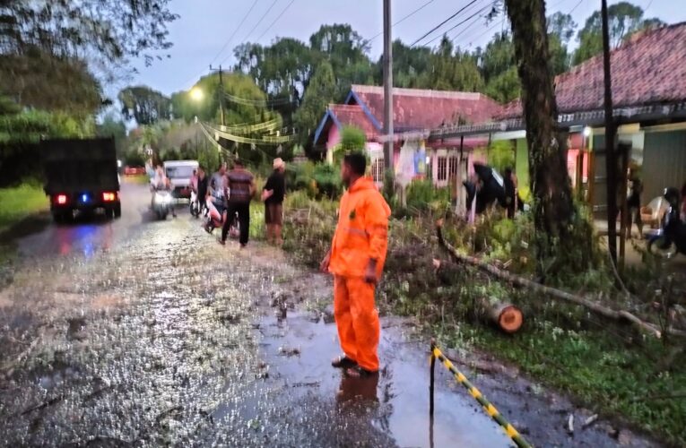 Respon Cepat, BPBD Muba Tuntaskan Pohon Tumbang yang Ganggu Akses Jalan  Praja Permai