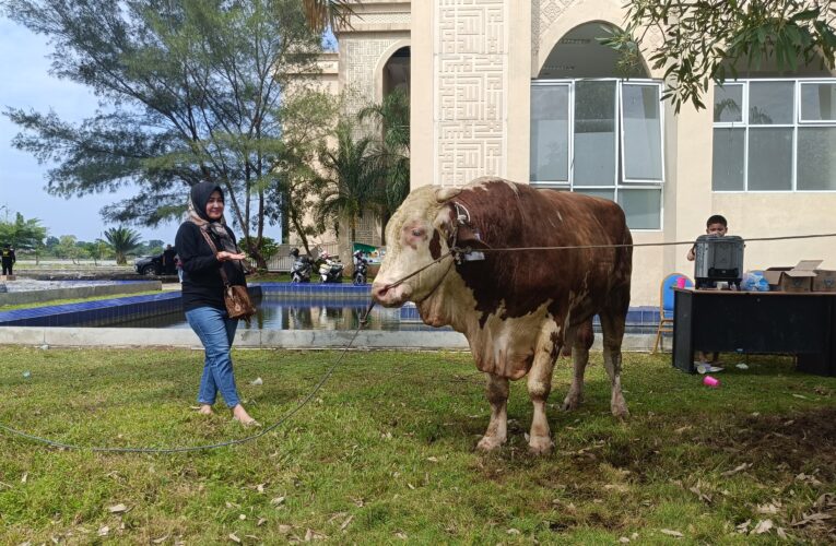 3 RM Farm Siap Memberikan Hewan Kurban Terbaik