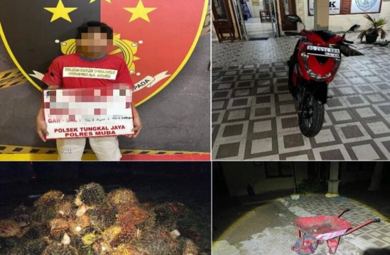 Curi sawit milik PT. Hindoli NS Ditangkap