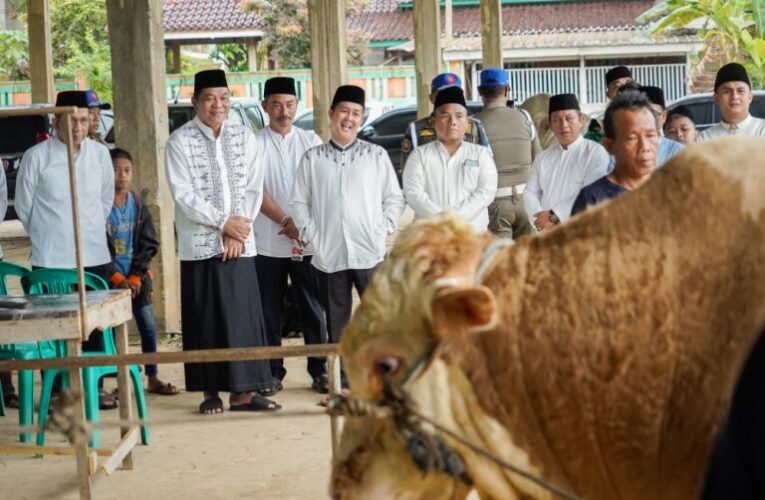 Sapi Qurban Presiden Prabowo Simental Seberat 802,5 Kg
