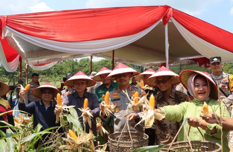 Penen Jangung Serentak di Sumatera Selatan Muba Kirim 18 Ton Jangung